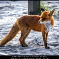 DickB-m-2409-Lucky-Shot-in-de-duinen-Den-Haag