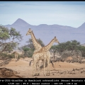 DickB-m-2501-Giraffen-in-Namibisch-ochtendlicht-Mowani-Mountain-Camp